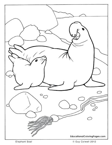 Harp Seal Coloring Page At Getdrawings Free Download