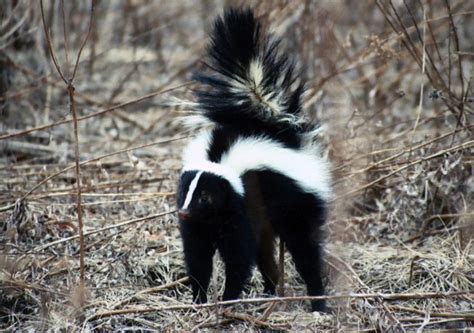 Smell a Skunk | Wildlife Illinois