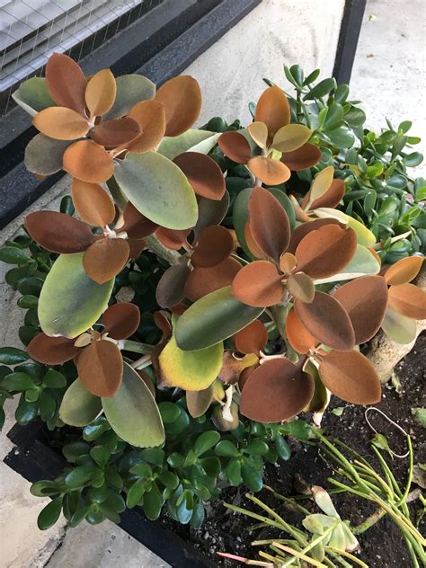 Copper Spoon Kalanchoe Orgyalis Cactus Growing Greens Citronella Cacti And Succulents