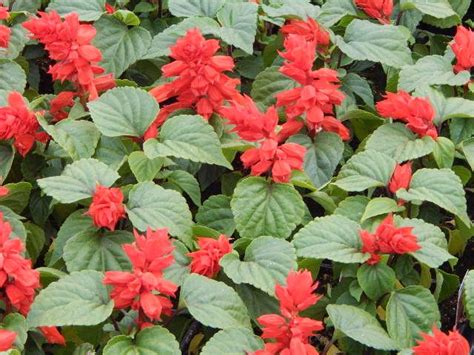 Salvia Red Hot Sally