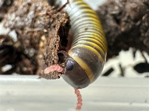 Everything You Need To Know About The Bumblebee Millipede – The Great