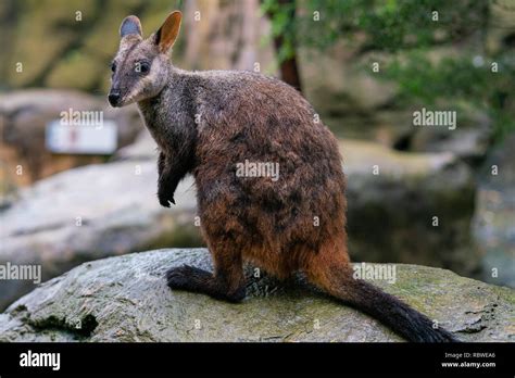 Brush Tailed Rock Wallaby Or Small Eared Rock Wallaby Petrogale