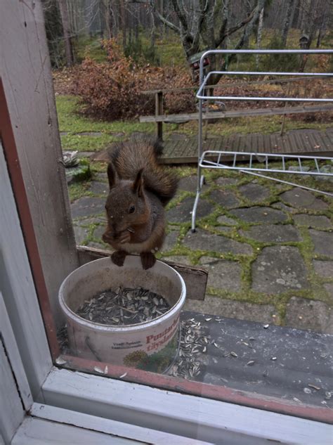 1852 Best Fat Fuck Images On Pholder Fatsquirrelhate Paag And Fat Pussy Lovers