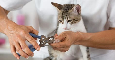 How To Trim A Cats Nails The Step By Step Guide — Pumpkin®