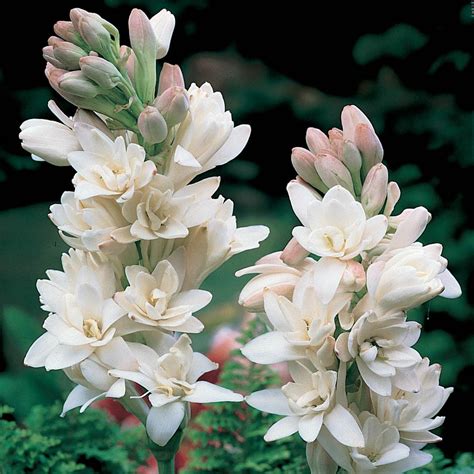 Breck's White The Pearl Double Tuberose (Polianthes) Flowers Bulbs (3 ...