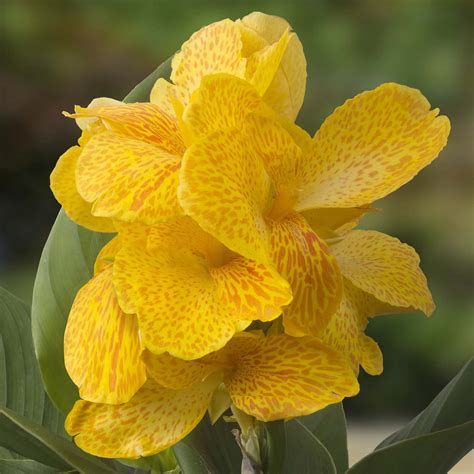 Canna Lily - Make Me Bloom