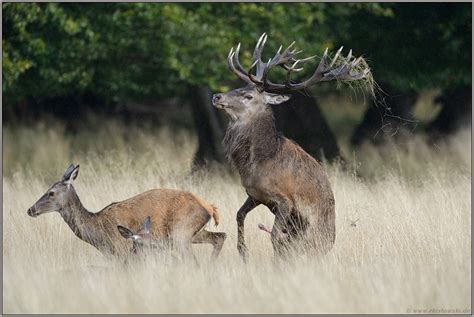 Der Absprung Rothirsch Cervus Elaphus