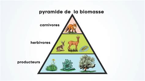 Quels Sont Les Trois Cha Nes Alimentaires Planetefemmes Magazine