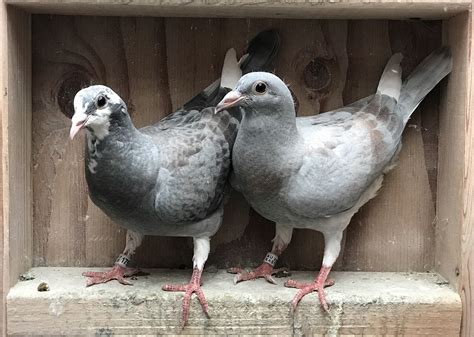 Recessive Opal Racing Pigeon Collection Racing Pigeons Pigeon