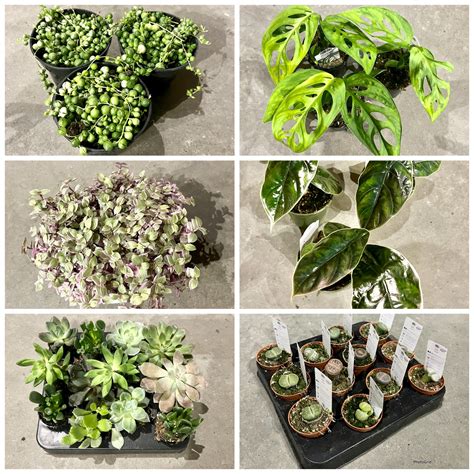 whats  hearts  plants