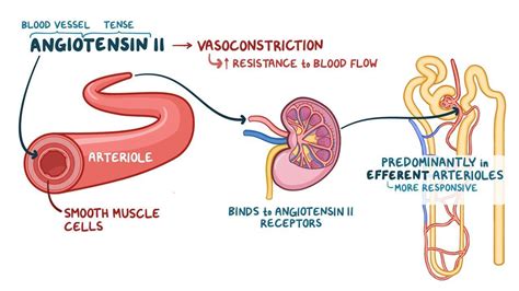 Video Renin Angiotensin Aldosterone System