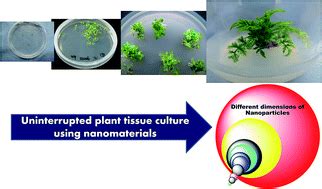 Nanomaterials in plant tissue culture: the disclosed and undisclosed ...