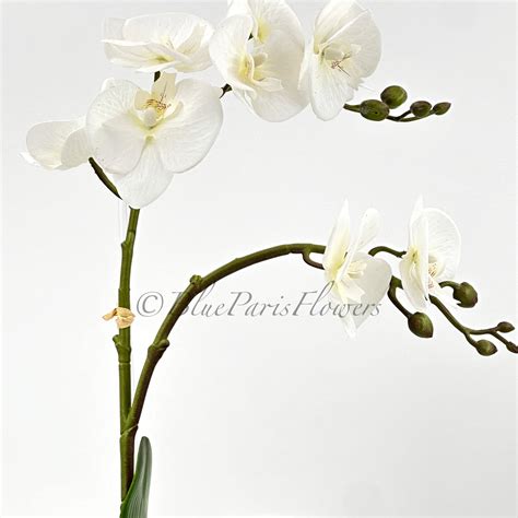 White Phalaenopsis Orchid Arrangement Real Touch Orchids In Ivory Cera