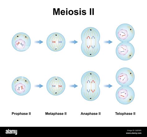 Phases Of Meiosis Meiosis Definition Purpose Stages Applications