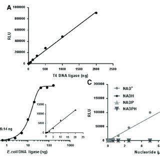 Measurement of T4 DNA ligase (A) and E. coli DNA ligase (B) using ...