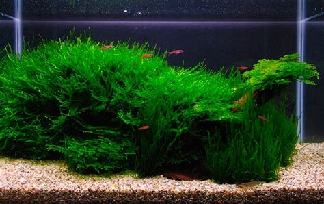 Java Moss Tree Aquascape Airtel Newtone Latest