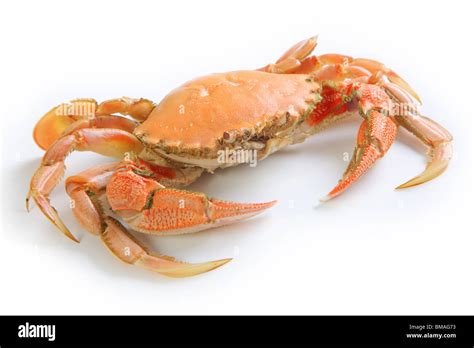 Crab Hi Res Stock Photography And Images Alamy
