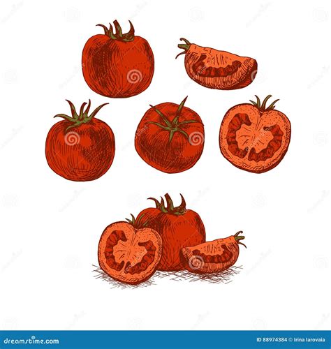 Sistema Dibujado Mano Del Tomate Rojo Bosquejo Del Vector Ilustración