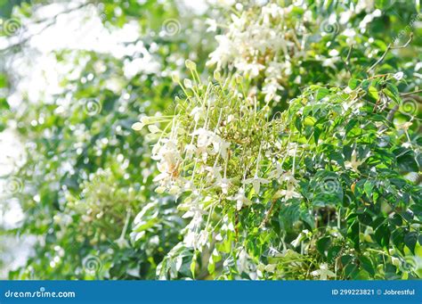 Cork Tree Indian Cork Tree Or Millingtonia Hortensis Linn Or