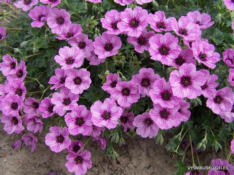 Geranium cinereum ‘Ballerina‘ - Vyšniauskų gėlės