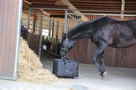 Der SALTair_cavallo Inhalator für Pferde ganz ohne Maske in der Box ...
