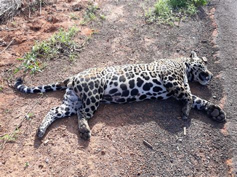 Onça pintada é encontrada morta na MT 225 no Nortão Só Notícias