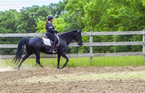 What Is Gaited Dressage Naturally Gaited Horse