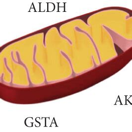 Changes in ALDH enzymes found by gene array studies. (a) Experimental... | Download Scientific ...