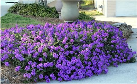 Amazon Verbena De Musgo Semillas De Cubierta Vegetal Flor