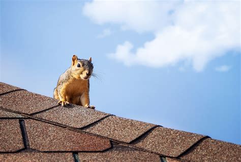 How To Get Squirrels Out Of Your Attic And Keep Them Out Tool Digest