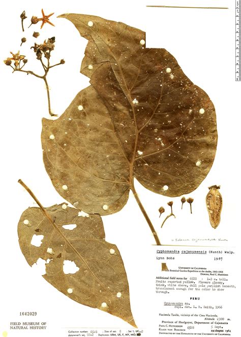 Solanum Cajanumense Rapid Reference The Field Museum