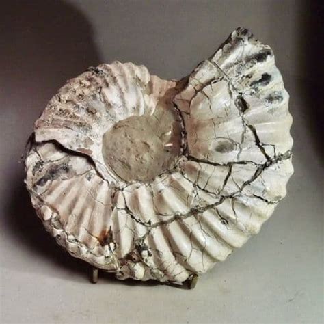 cretaceous ammonite small dole clay pit west sussex