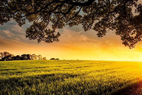 Royalty Free Photo Green Fields On Sunset Pickpik