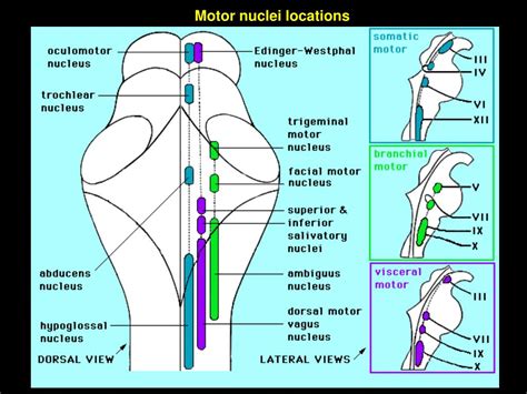 Ppt Cranial Nerve Nuclei Lecture A Powerpoint Presentation Free Download Id6624041