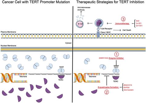 Telomerase Reverse Transcriptase