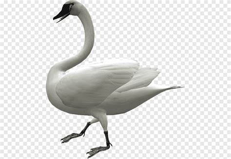 Ganso doméstico Pato cisne ganso Cygnini ganso animais fauna png