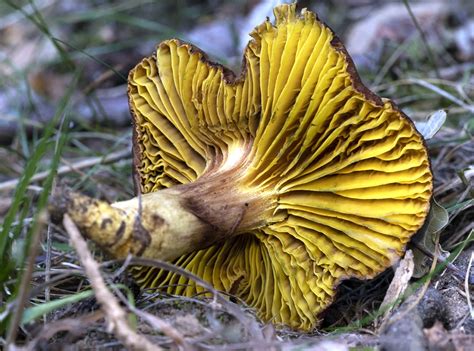 Goldblatt, Europäisches Goldblatt (PHYLLOPORUS PELLETIERI)