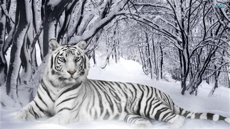 Siberian Tiger Wallpapers - Wallpaper Cave