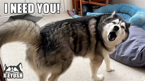 Husky Demands Affection For 24hrs Grumpy When Denied Youtube