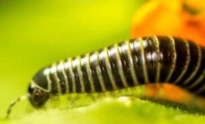 How To Control And Get Rid Of Millipedes In House Best Pest Control