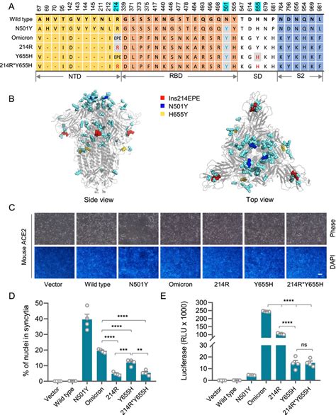 Ins214EPE And H655Y Are Essential For The Infectivity Of Omicron To