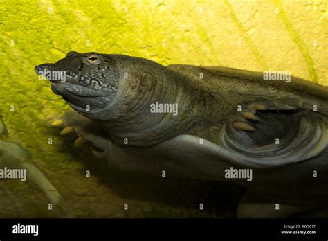 Pelodiscus Sinensis Fotograf As E Im Genes De Alta Resoluci N Alamy