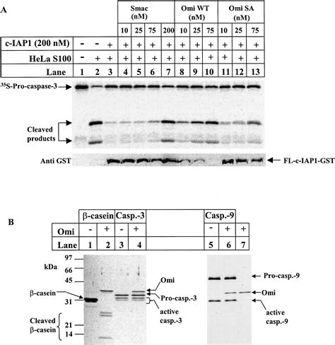 Omi Htra Catalytic Cleavage Of Inhibitor Of Apoptosis Iap