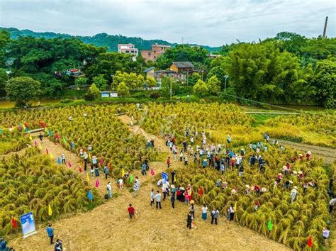 广西梧州：巨型水稻开镰 农民喜庆丰收 人民图片网