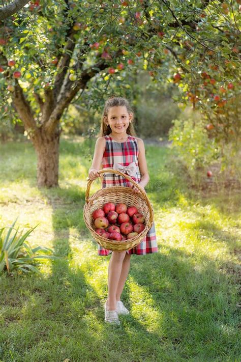 Beautiful Girl Harvests Apples Apple Orchard Stock Photo Image Of