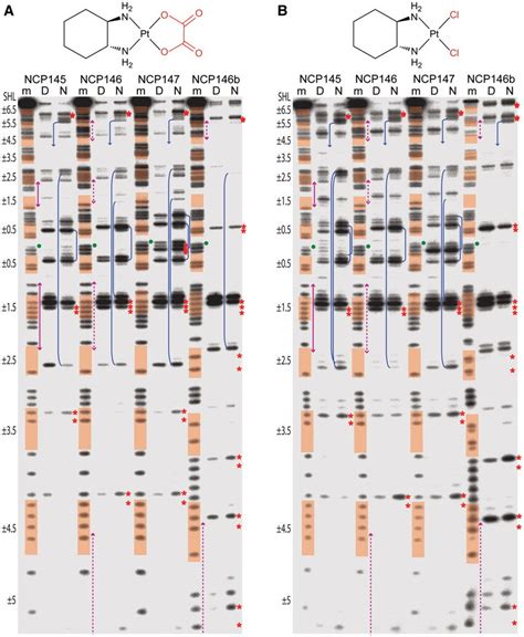 Exonuclease Digest Analysis Reveals Pt Cross Link Formation Profiles