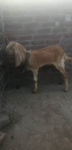 Makhi Cheeni Goat For Sale In Pakistan Free Classifieds In Pakistan