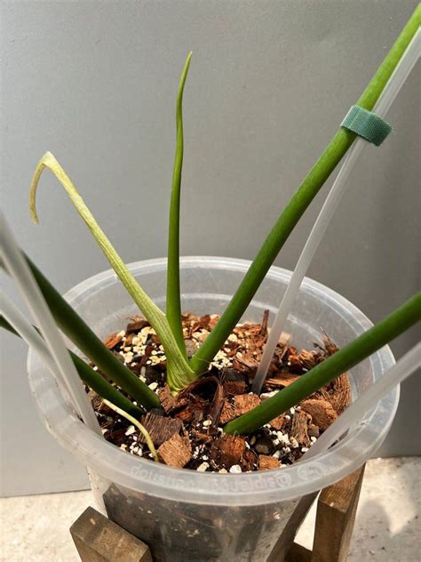 Philodendron Bob Cee Variegated Furniture And Home Living Gardening