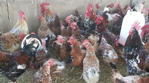 Nhema Chickens Boschveld Breed