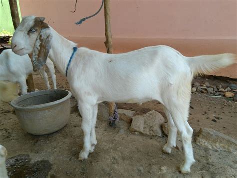 Male Boer Goat At ₹ 7500unit In Salem Id 15162416488